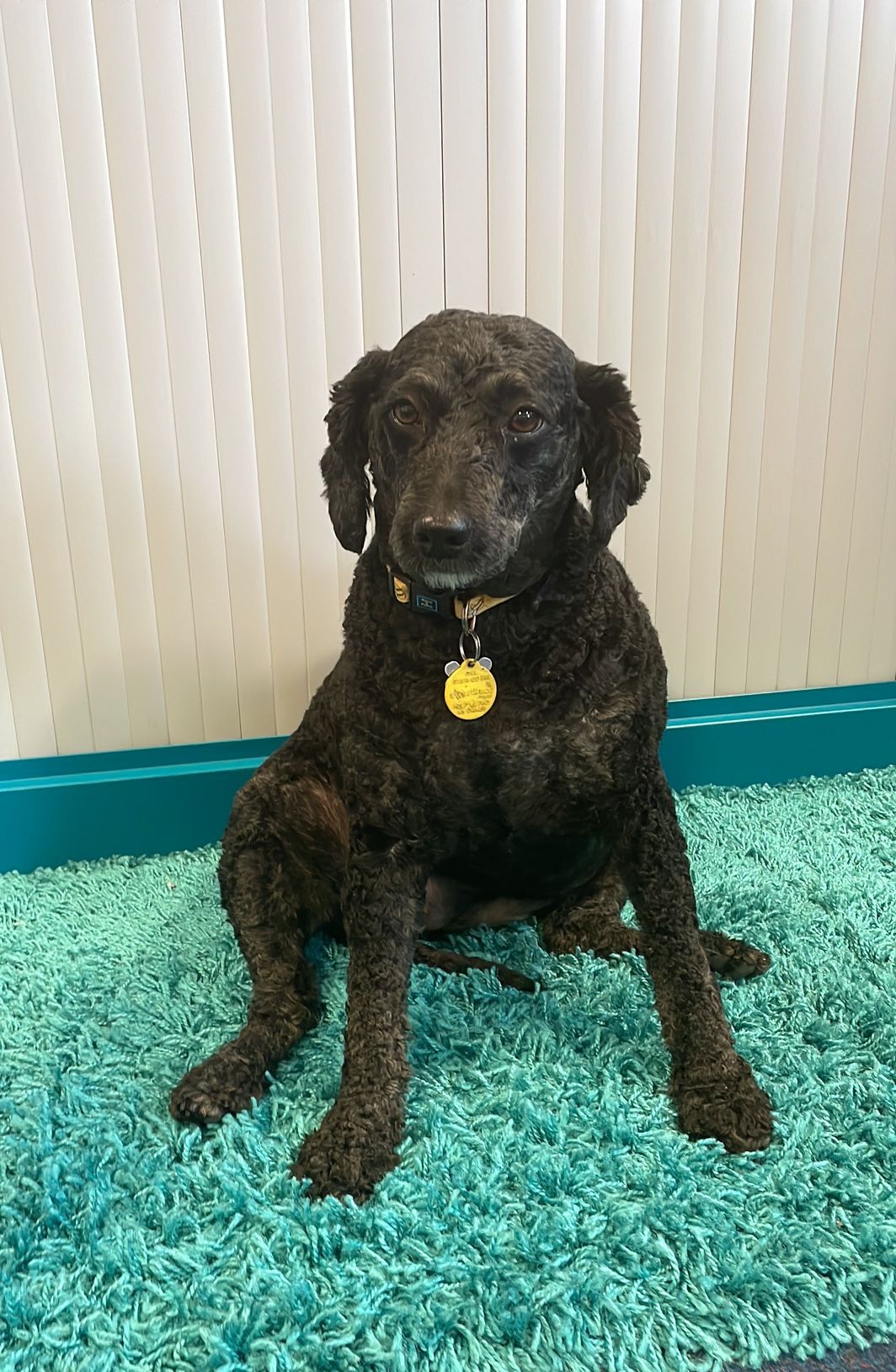 Wellbeing Dog Willow Bank Primary School