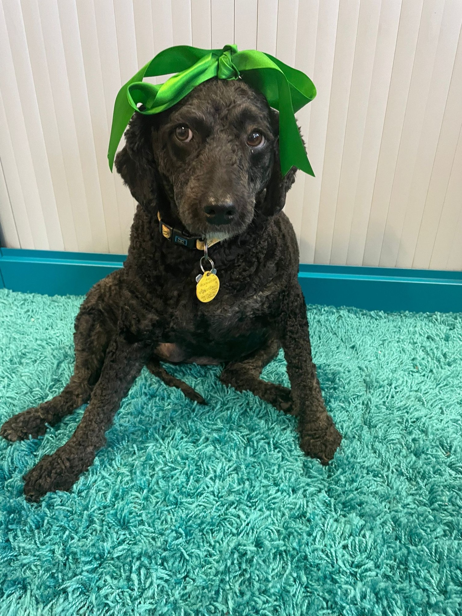 Wellbeing Dog Willow Bank Primary School