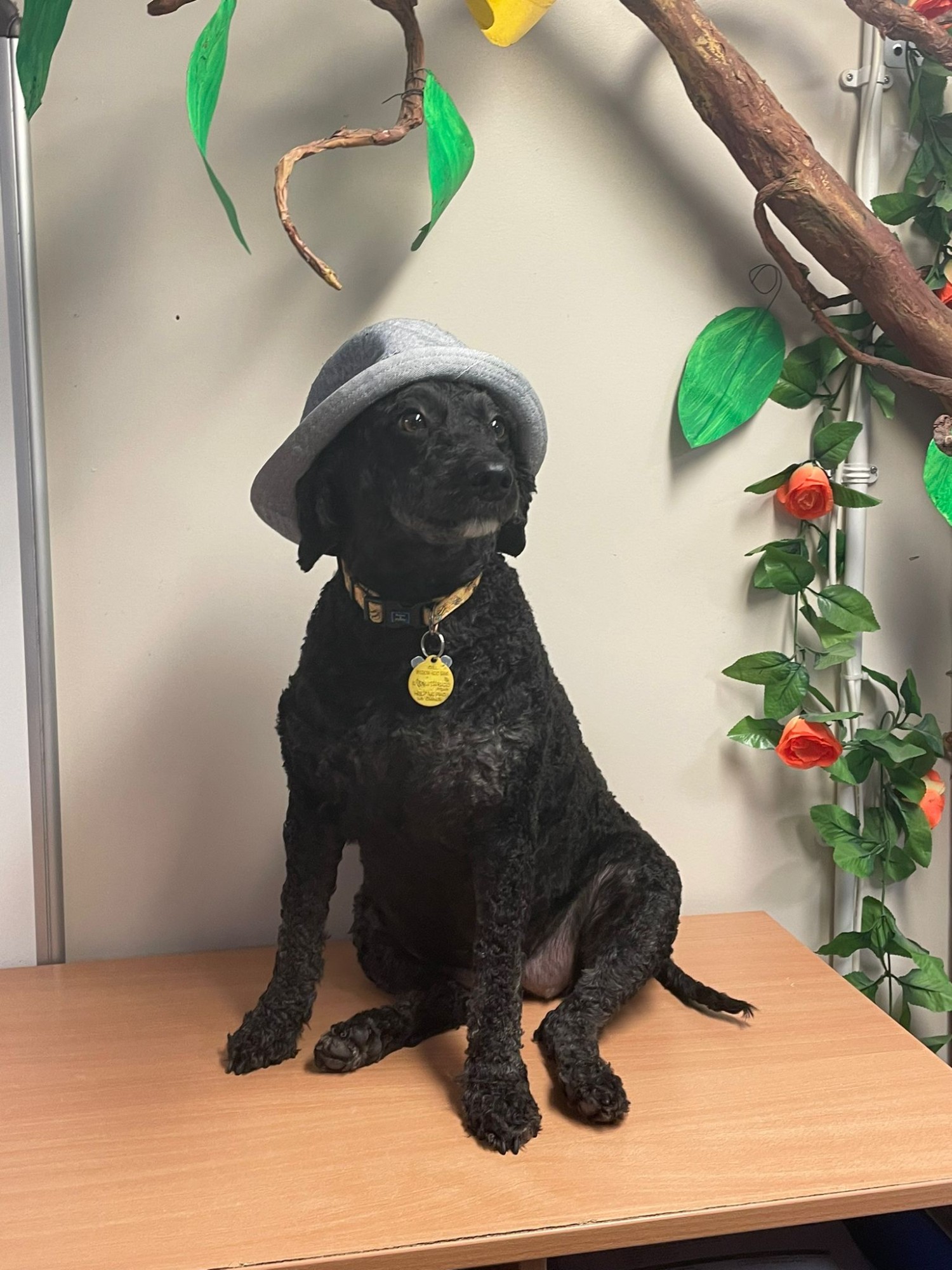 Wellbeing Dog Willow Bank Primary School